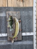Northern Pike & Largemouth Bass Real Skin Fish Taxidermy