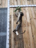 African Vervet Monkey Full Body Taxidermy Mount