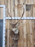 Axis Deer Shoulder Mount Taxidermy