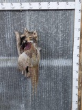 Coyote In A Den With Pheasant Taxidermy