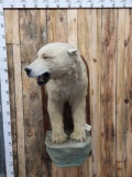 RARE Half Body Polar Bear Taxidermy