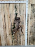 Juvenile Baboon Hanging On A Vine Full Body Taxidermy Mount