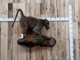 Chacma Baboon Full Body Taxidermy Mount