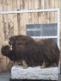 Muskox Full Body Taxidermy Mount