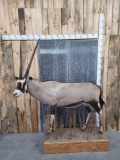 African Gemsbok Full Body Taxidermy Mount