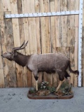 African Nyala Full Body Taxidermy Mount