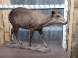 African Yellow Back Duiker