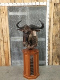 African Wildebeest Pedestal Taxidermy Mount