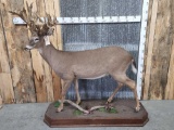 BEAUTIFUL 50 Point Whitetail Deer Full Body Taxidermy Mount