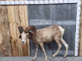 Desert Bighorn Sheep Full Body Taxidermy Mount