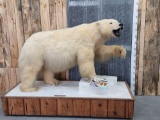 Awesome Polar Bear Full Body Taxidermy Mount