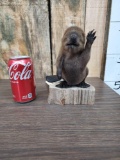 Baby Beaver Full Body Taxidermy Mount