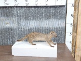 Meerkat Full Body Taxidermy Mount