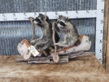 2 Raccoons In A Birch Bark Canoe Taxidermy