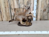 Coyote Pup Full Body Taxidermy Mount