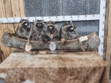 Family Of 4 Raccoons Fishing In A Birch Bark Canoe Taxidermy
