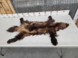 Wolverine Tanned Fur Taxidermy