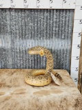 Big Diamondback Rattlesnake Full Body Taxidermy Mount