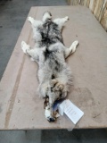 Alaskan Wolf Pelt Taxidermy