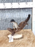 Rodeo Rat Riding A Bucking Mink Taxidermy