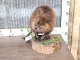 Beaver Full Body Taxidermy Mount