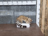 Ringtail Cat Full Body Taxidermy Mount