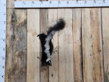 Skunk Doing A Hand Stand Full Body Taxidermy Mount