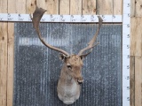 Fallow Deer Shoulder Mount Taxidermy