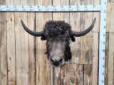 Yak Shoulder Mount Taxidermy