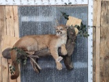 Beautiful Mountain Lion Relaxing On A Limb Taxidermy