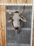 Brahma Bull Shoulder Mount Taxidermy Used In The Series Yellowstone 1883