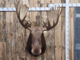 Moose Shoulder Mount Taxidermy