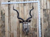 African Greater Kudu Shoulder Mount Taxidermy