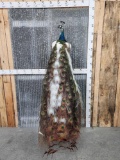 Beautiful Pied Peacock Full Body Bird Taxidermy