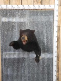 Black Bear Half Body Taxidermy Mount