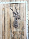 African Lesser Kudu Shoulder Mount Taxidermy