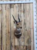 African Harnessed Bush Buck Shoulder Mount Taxidermy