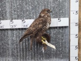 Comon Buzard Buteo Buteo Perched On A Limb Bird Taxidermy