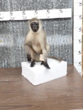 African Vervet Monkey Full Body Taxidermy Mount