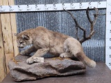 Mountain Lion On A Ledge Full Body Taxidermy Mount