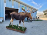 Alaskan Moose Full Body Taxidermy Mount