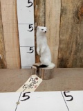 White Weasel Full Body Taxidermy Mount