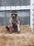 Rock N Roll Raccoon Playing Guitar Taxidermy