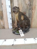 Golden Bellied Mangabey Monkey Full Body Taxidermy Mount