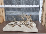 African Serval Cat Full Body Taxidermy Mount