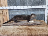 Otter Full Body Taxidermy Mount