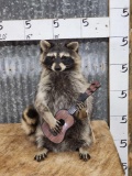 Folk Musician Raccoon Playing Guitar Taxidermy