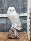 REPRODUCTION Snow Owl Full Body Bird Taxidermy