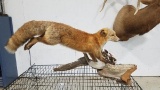 Alaskan Red Fox Catching A Ptarmigan Full Body Taxidermy Mount