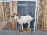 Alaskan Dall Sheep Full Body Taxidermy Mount